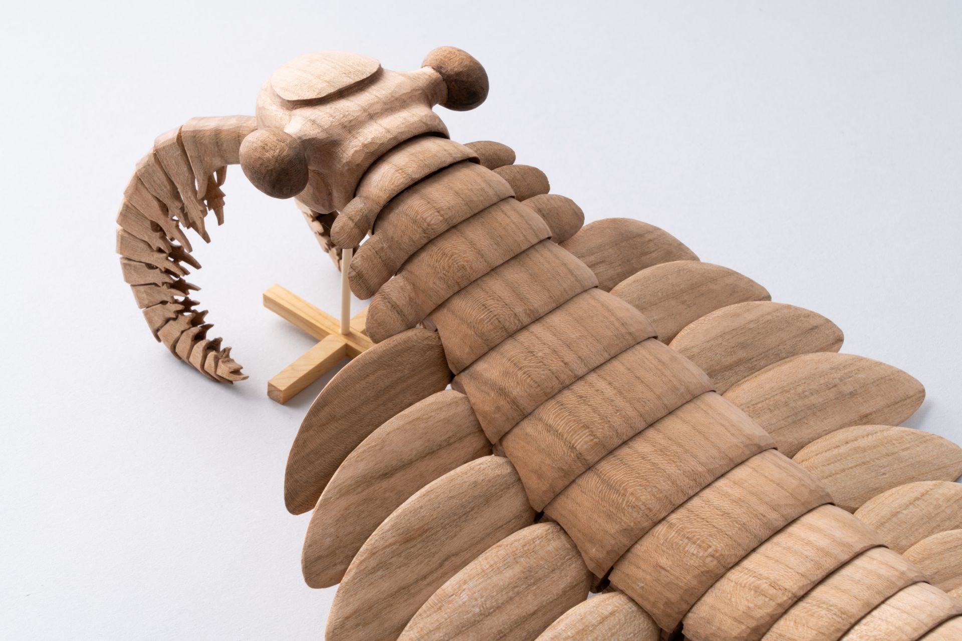 復活！古代生物アノマロカリス！