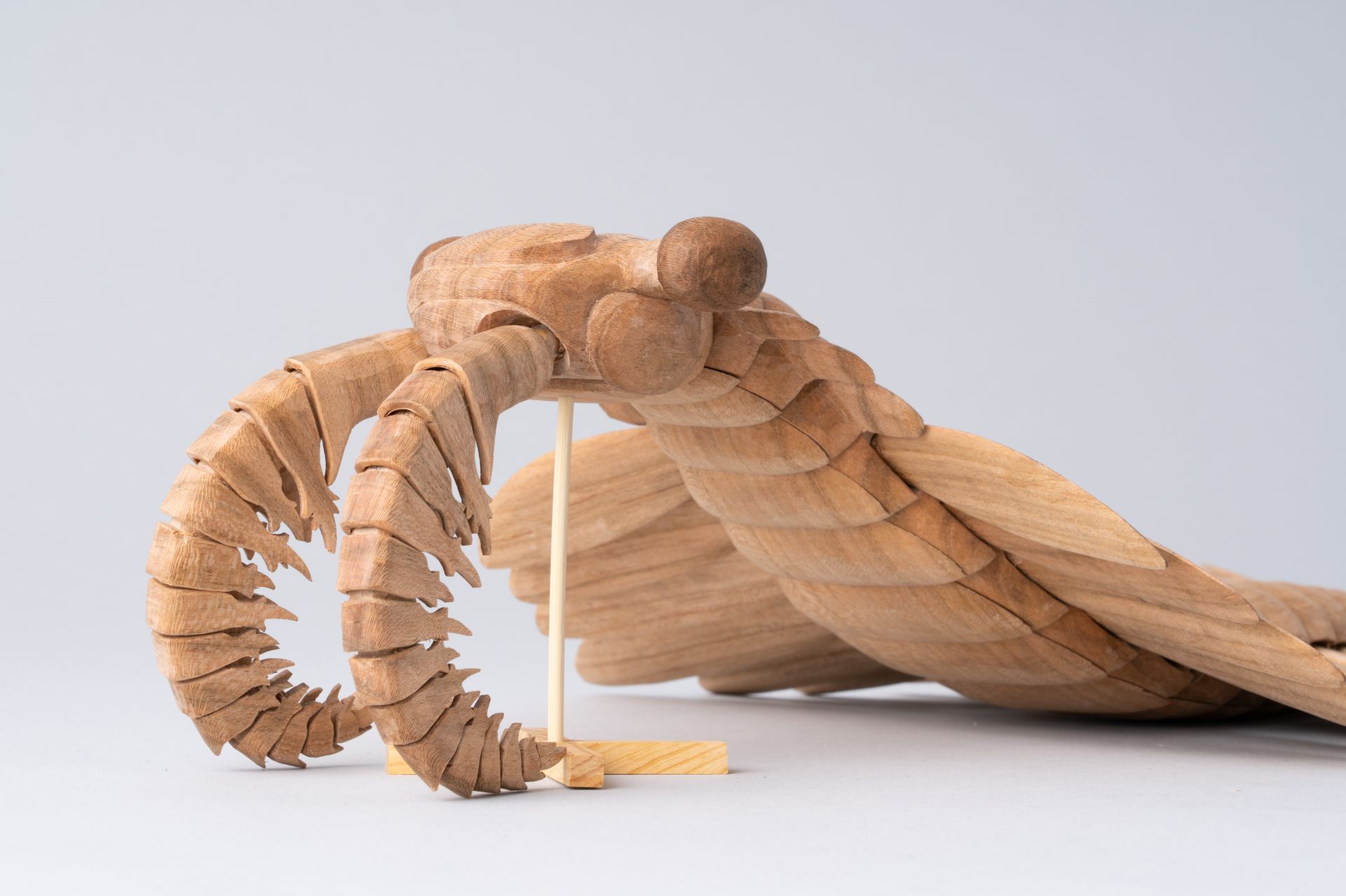 復活！古代生物アノマロカリス！