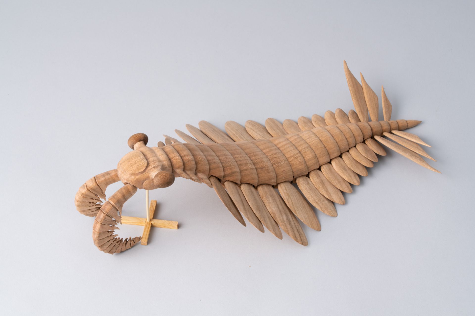 復活！古代生物アノマロカリス！